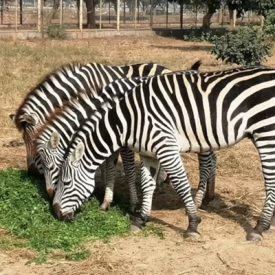 Lahore Zoo – Discover the Unique Species