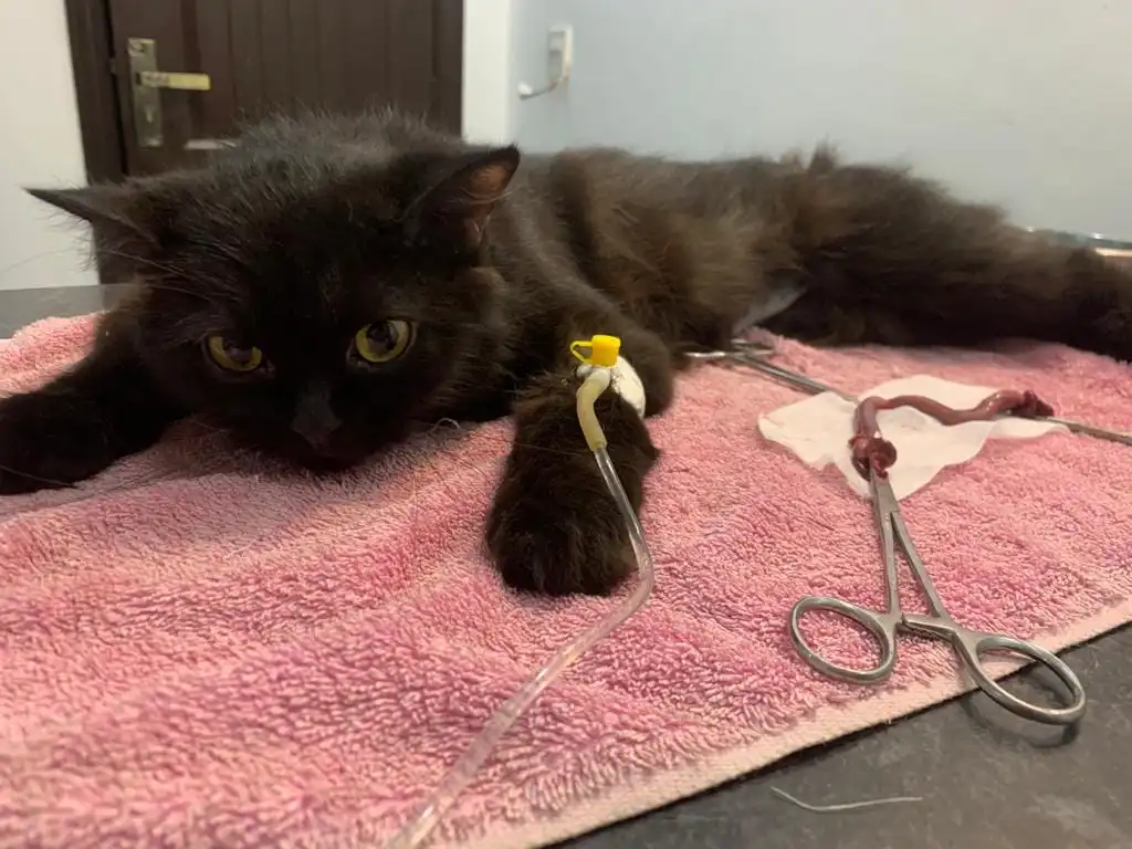At the heart of Faith Pet Clinics Lahore success is its team of passionate and skilled professionals. Faith Pet Clinics Lahore is also include in top 5 Pet Clinics in Lahore.