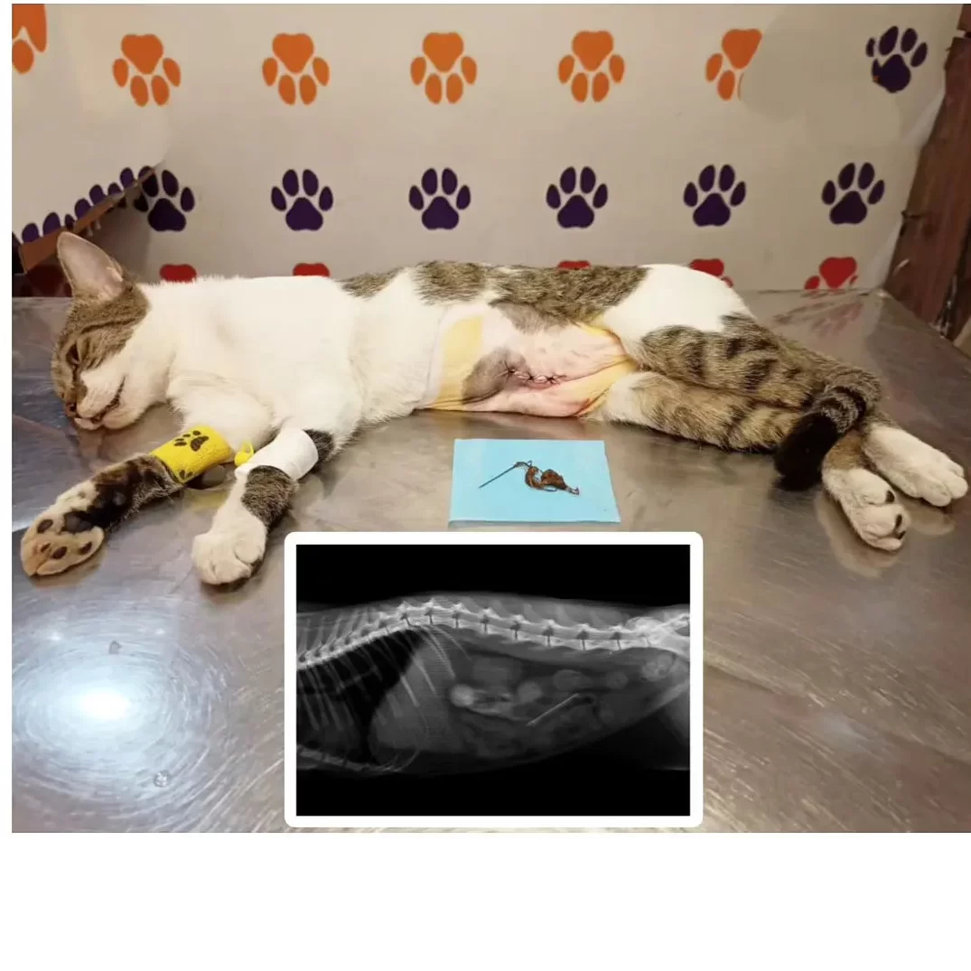 Regular health checkups are crucial for your pet’s well-being. Pakistan Pets Hospital Lahore is also include in top 5 Pet Clinics in Lahore.