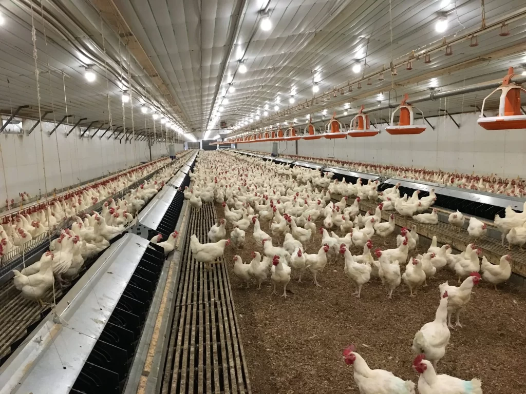 Chick House farming Lahore is a rewarding venture. With the right knowledge, dedication, and passion, you can establish a thriving farm and contribute to the local agriculture scene.