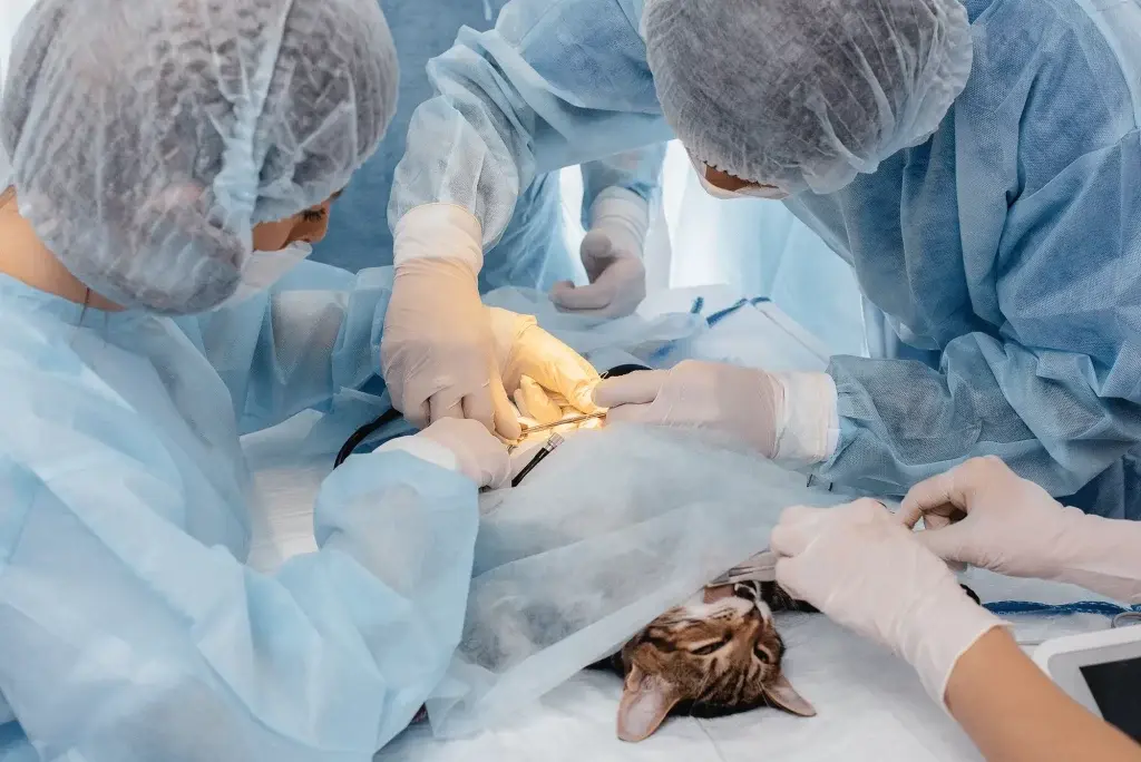 At the heart of The Pet Clinics Lahore is a dedicated team of veterinarians, each with their own specialization. The Pet Clinics Lahore is also include in top 5 Pet Clinics in Lahore.