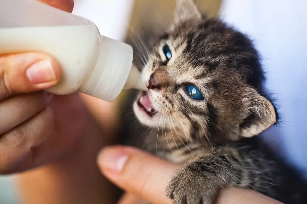 The Pet Point Clinic Islamabad is also include in top 5 Pets Clinics in Islamabad.