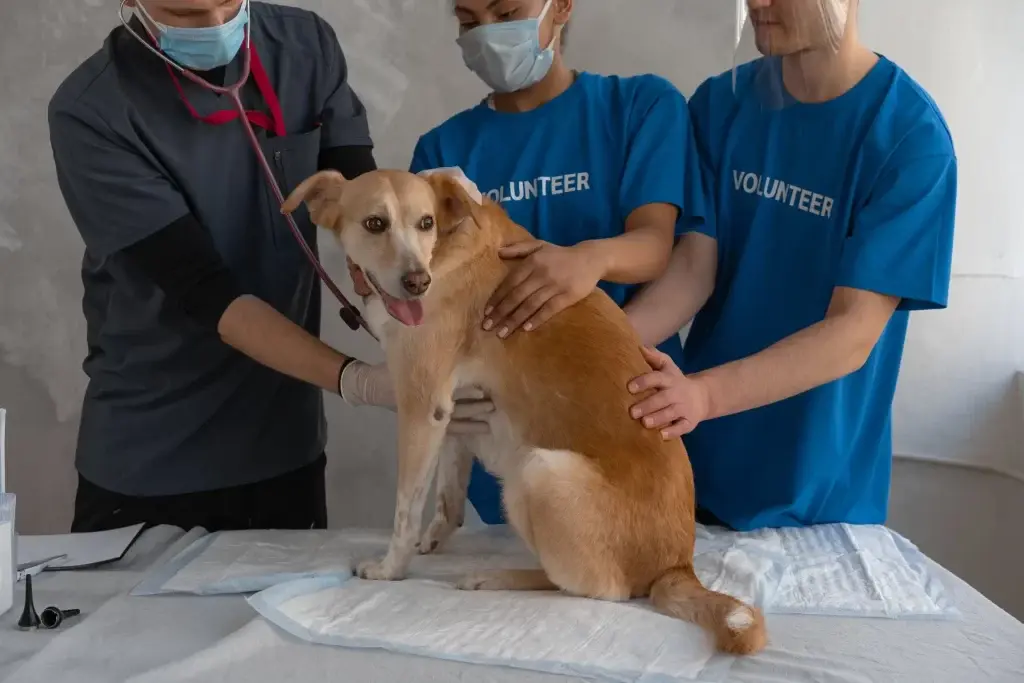 The Pet’s Hospital Islamabad is also include in top 5 Pets Clinics in Islamabad.