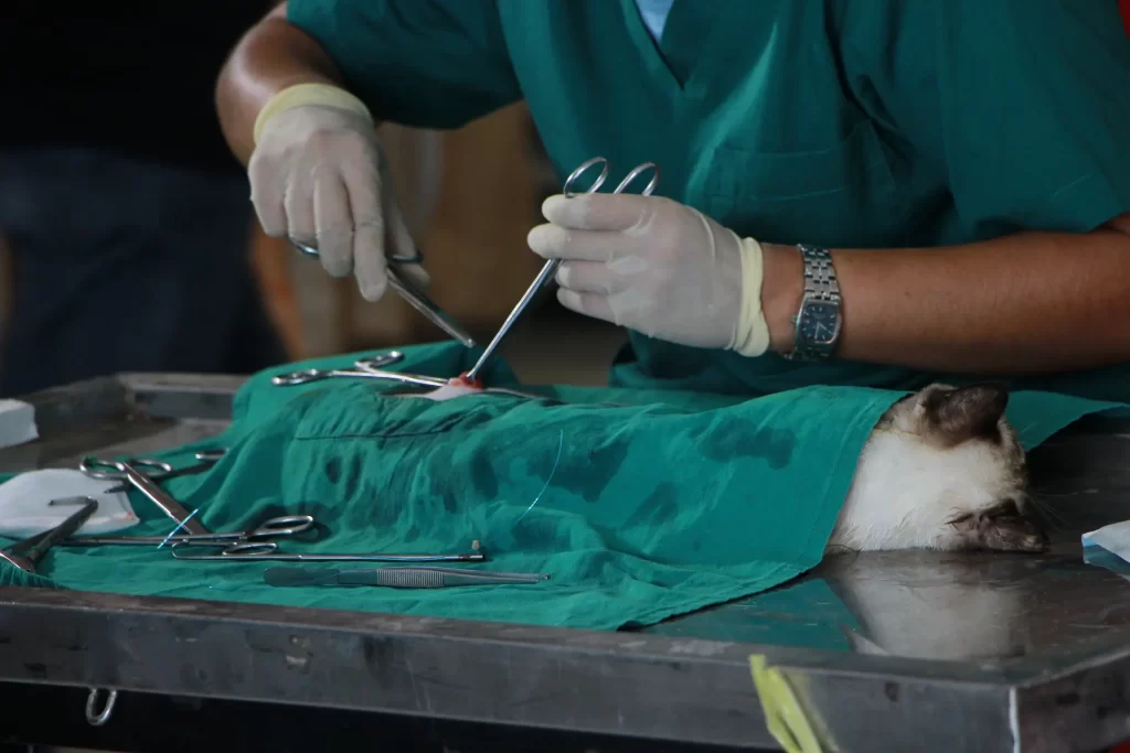 Model Town Pet Clinics Lahore prides itself on creating a warm and welcoming atmosphere. Model Town Pet Clinics Lahore is also include in top 5 Pet Clinics in Lahore.