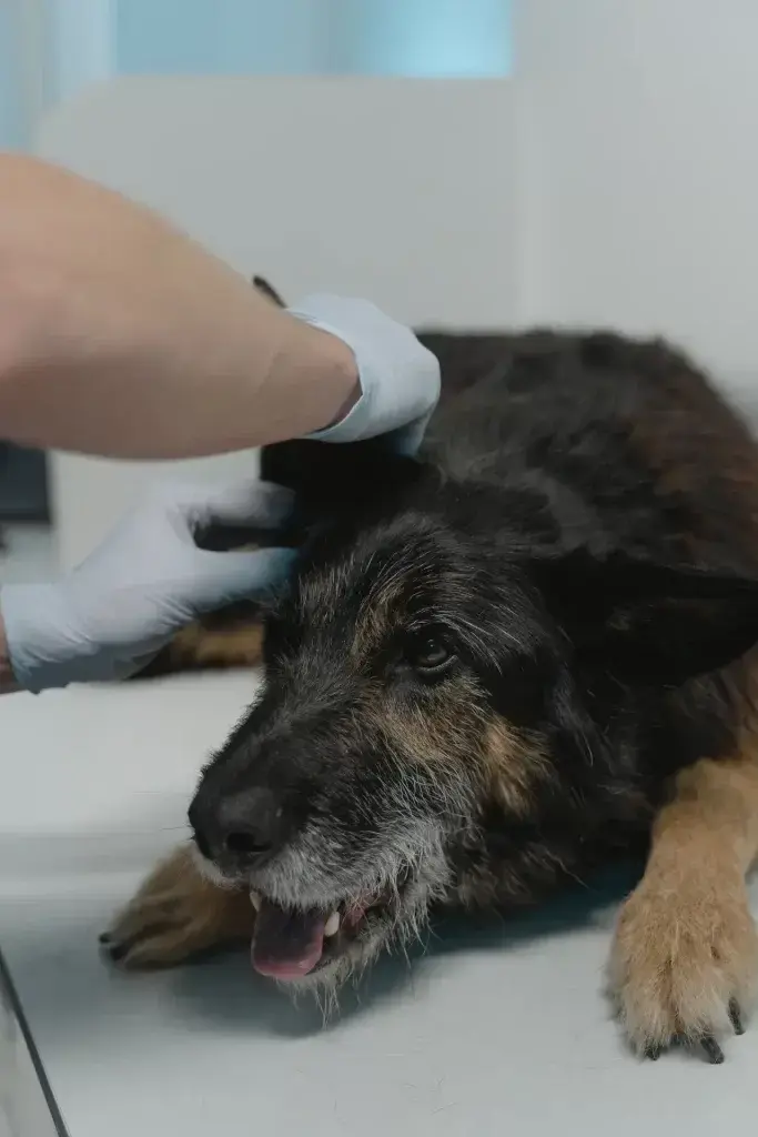 The Royal Pets Hospital Islamabad is also include in top 5 Pets Clinics in Islamabad.