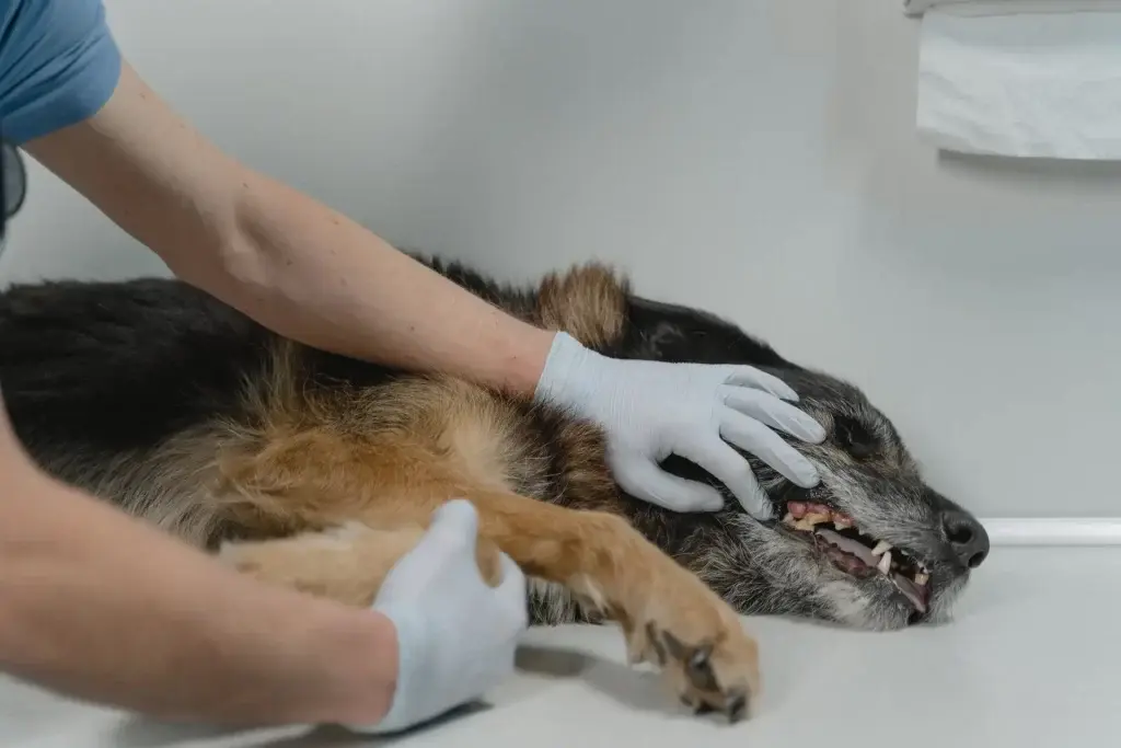 The Family Pet Clinic Islamabad is also include in top 5 Pets Clinics in Islamabad.