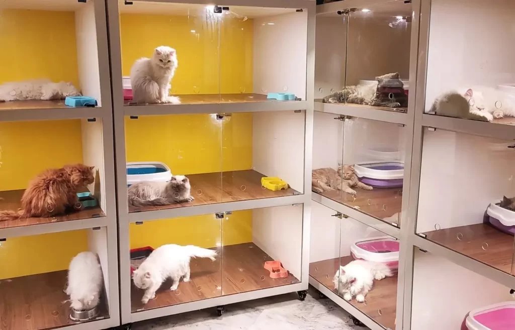 Top 5 Pet Shops in Islamabad Get Locations