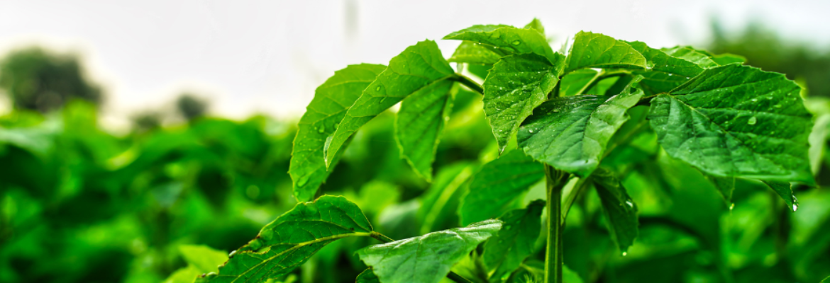 Meskay & Femtee Trading Company (Pvt) Ltd